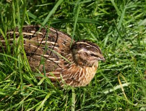 La Caille d’élevage (Coturnix japonica)