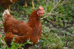Poule Warren (ISA brown)